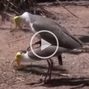 exotic birds mating