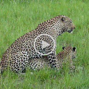 leopards mating 2