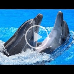 life of dolphin mating and givin 6